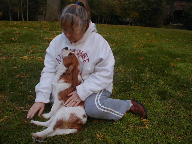 Cavalier King Charles Spaniel puppy in the grass