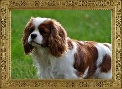 The Cavalier King Charles Spaniel